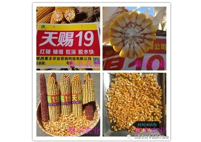 “疫”情 保春耕 山東農(nóng)技協(xié)開展“優(yōu)質(zhì)農(nóng)資下鄉(xiāng) 綠色產(chǎn)品進城”服務活動