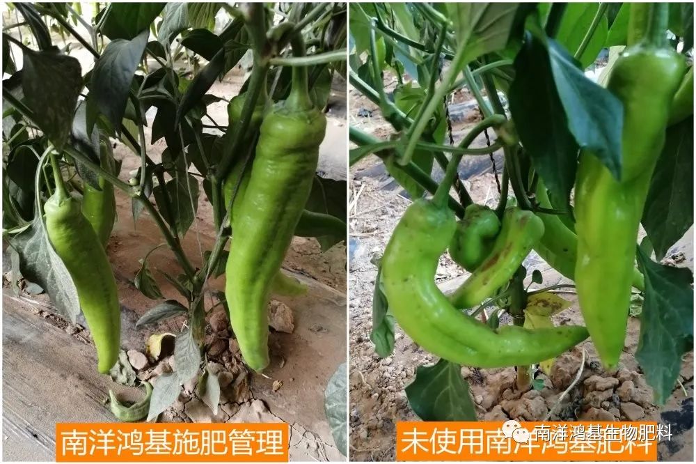 最新捷報(bào)！辣椒豐產(chǎn)高收益